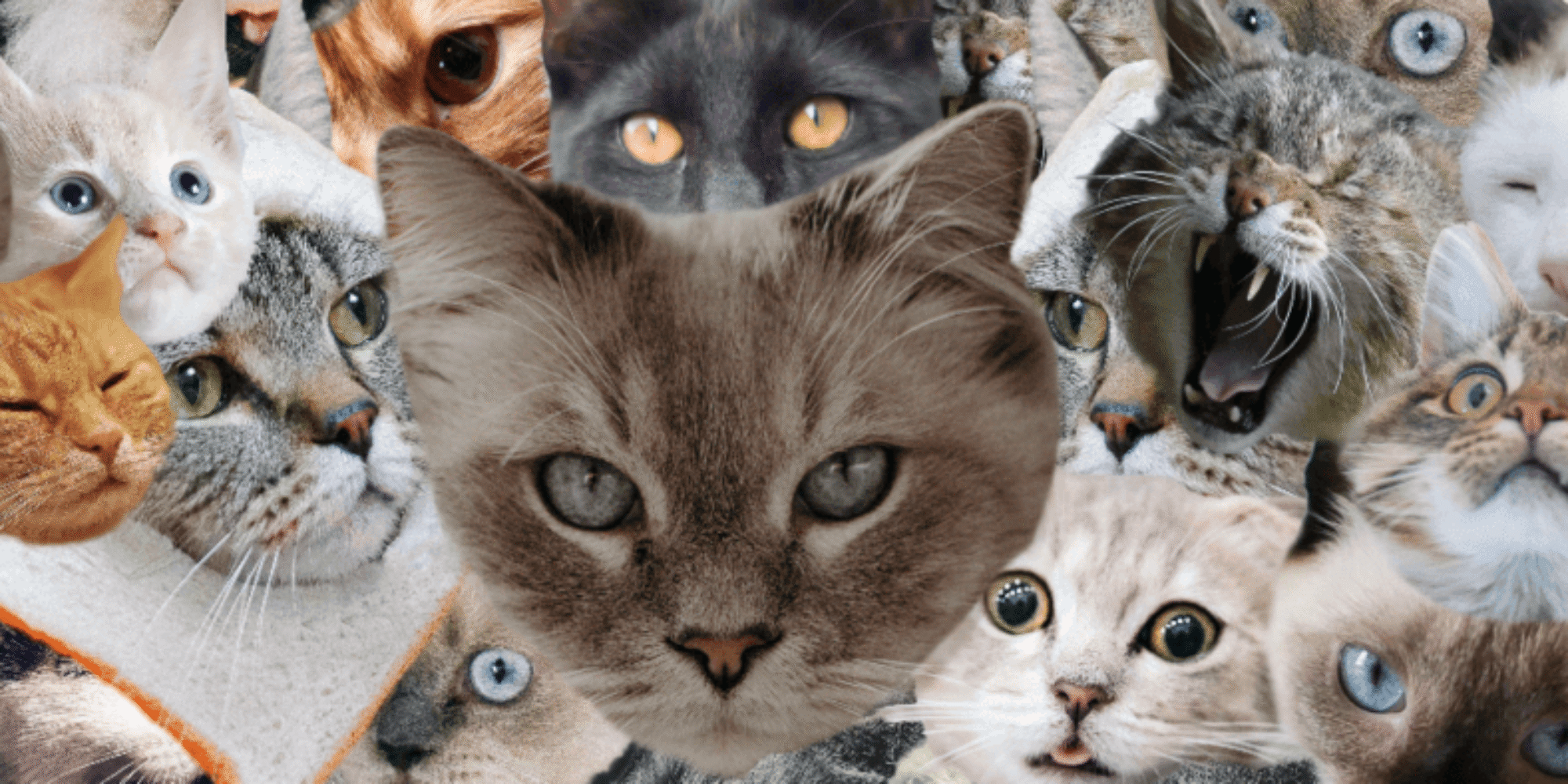 CATS