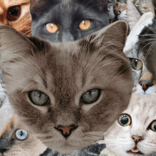 CATS